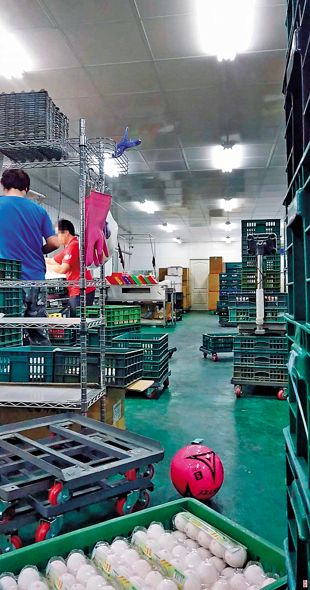 義進金食品公司涉嫌為即期蛋品改標，圖為去年仁武洗選廠內部運作情形。