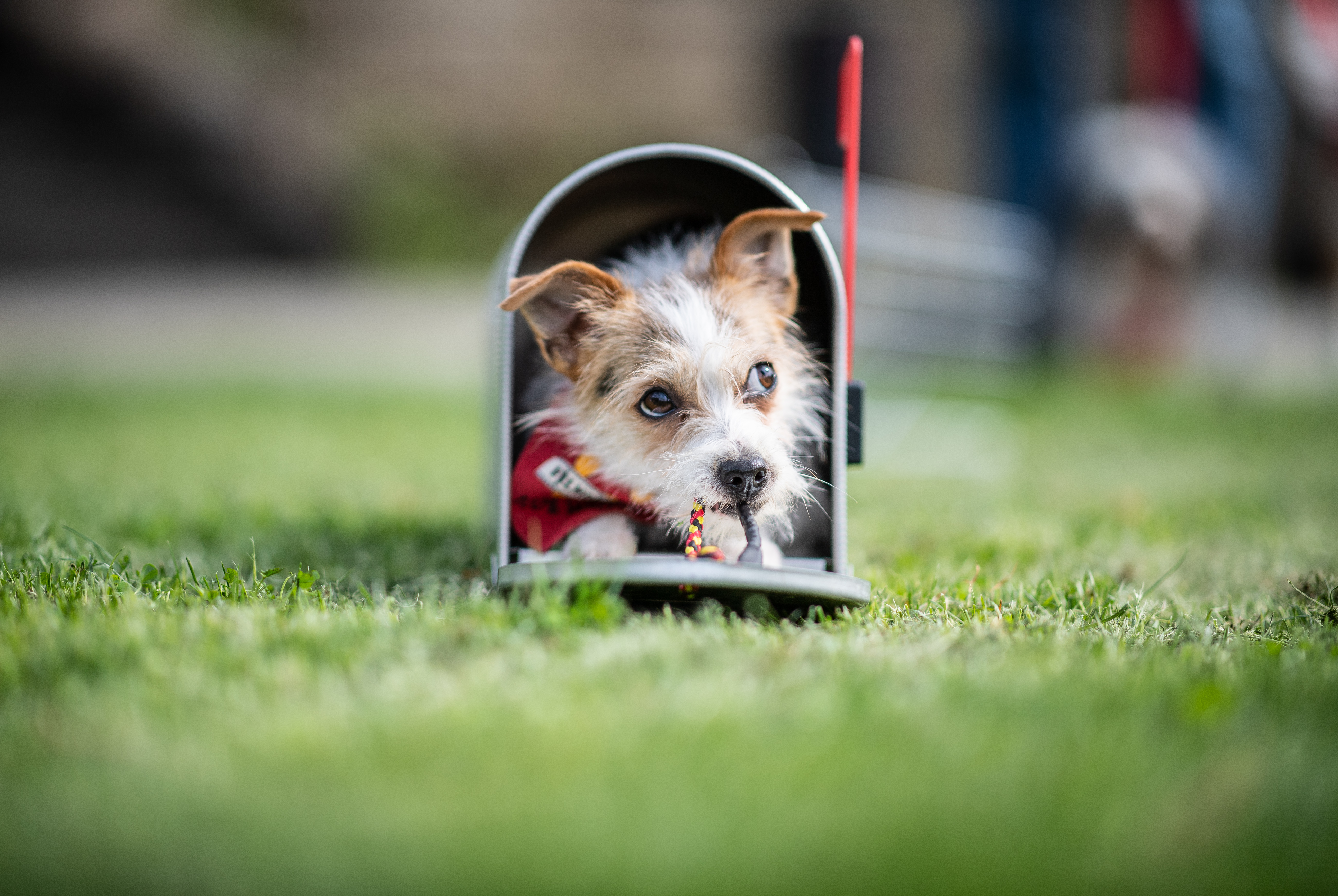 小狗出生後6-8周「最可愛」的階段，也是與人類建立依附清感的關鍵時期。（東方IC）
