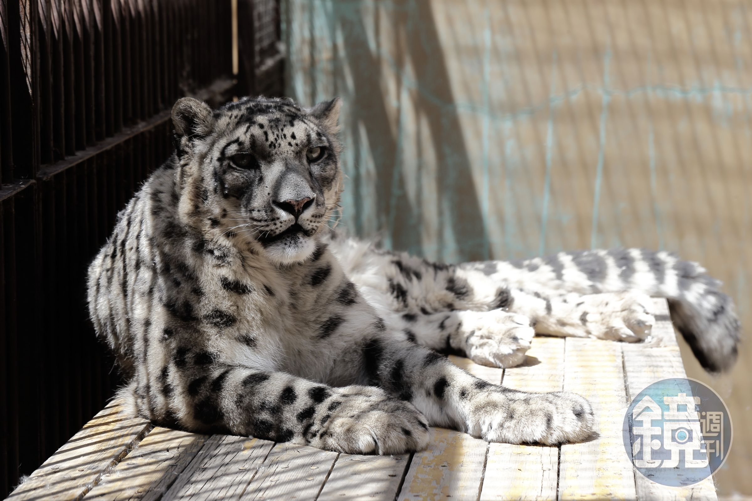 西寧動物園的雪豹