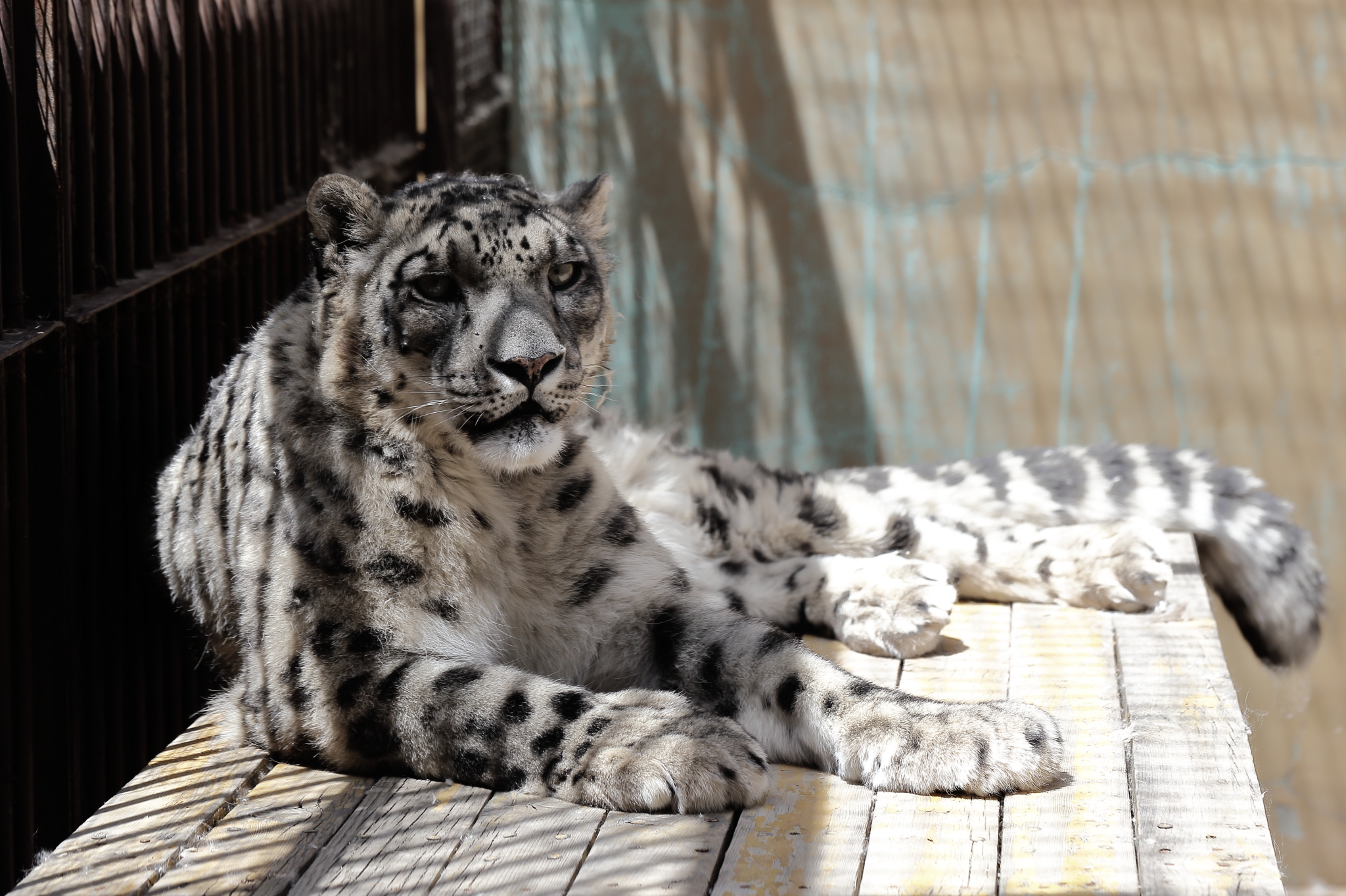 西寧動物園的雪豹