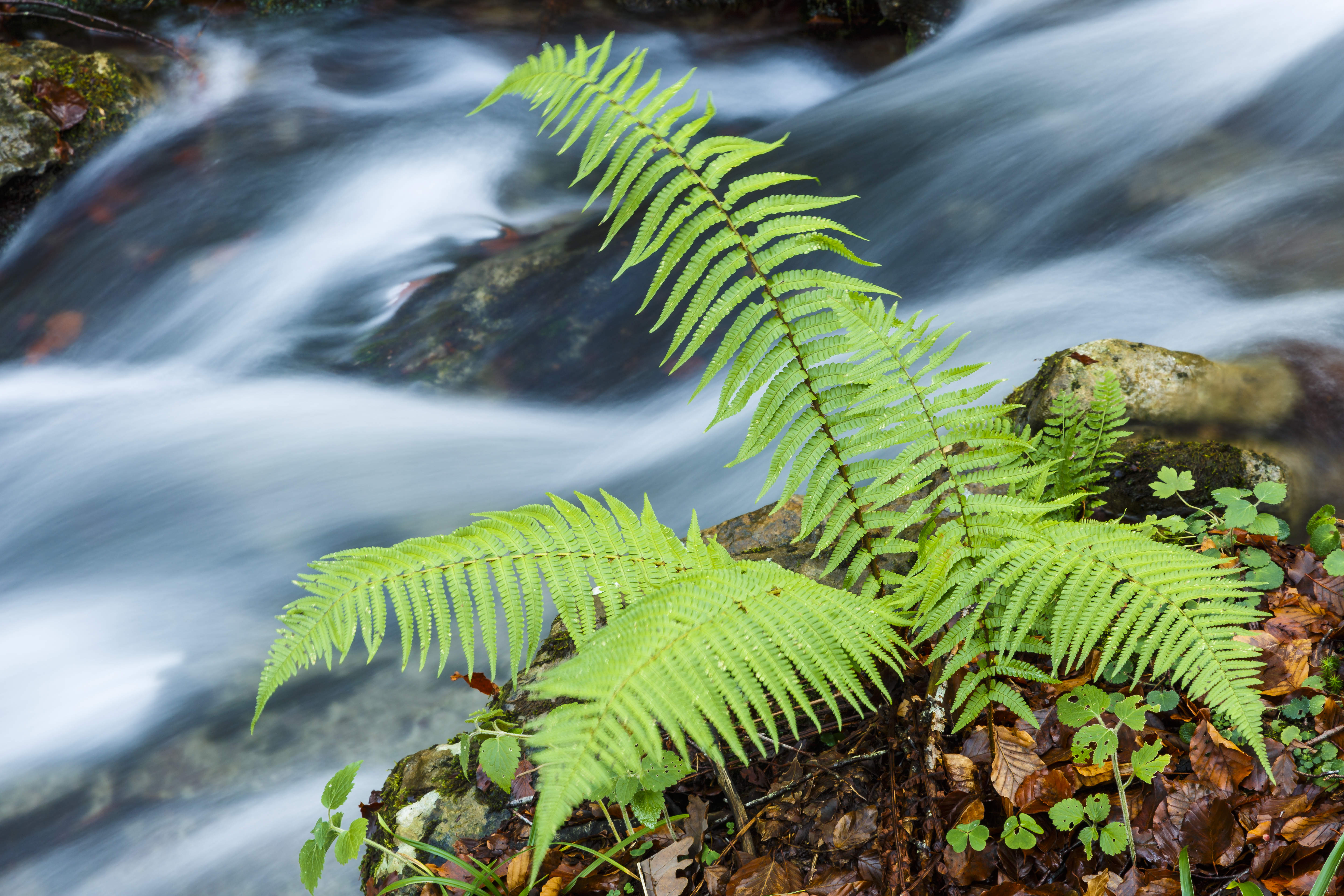 不起眼的蕨類可用於移除環境毒素，堪稱環保奇兵。（東方IC）
