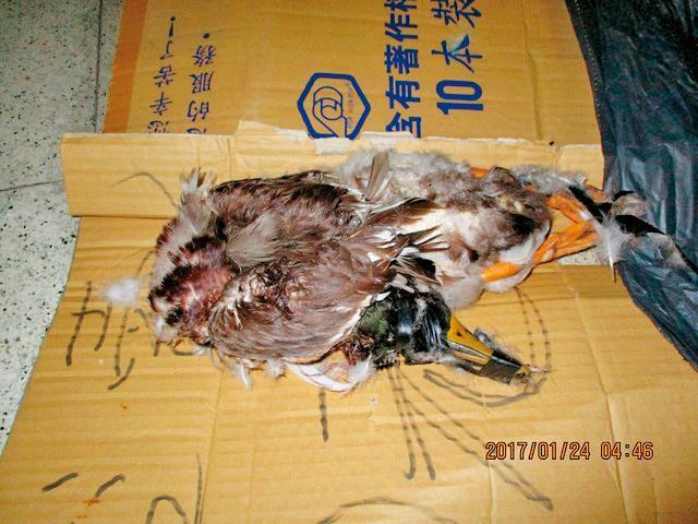 去年那豪與友人攜帶弓箭前往金獅湖,竟獵殺湖內的鴨子煮薑母鴨。(翻攝自網路)