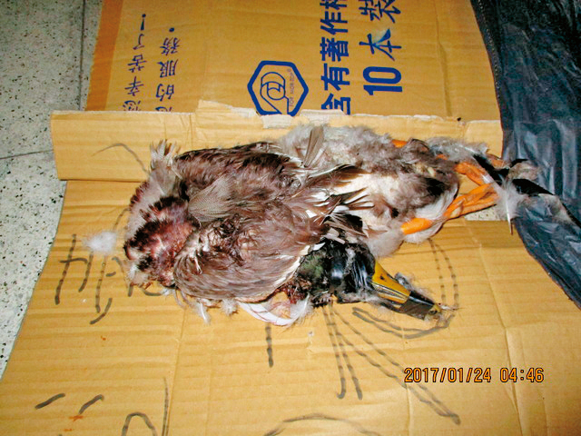去年那豪與友人攜帶弓箭前往金獅湖，竟獵殺湖內的鴨子煮薑母鴨。（翻攝自網路）