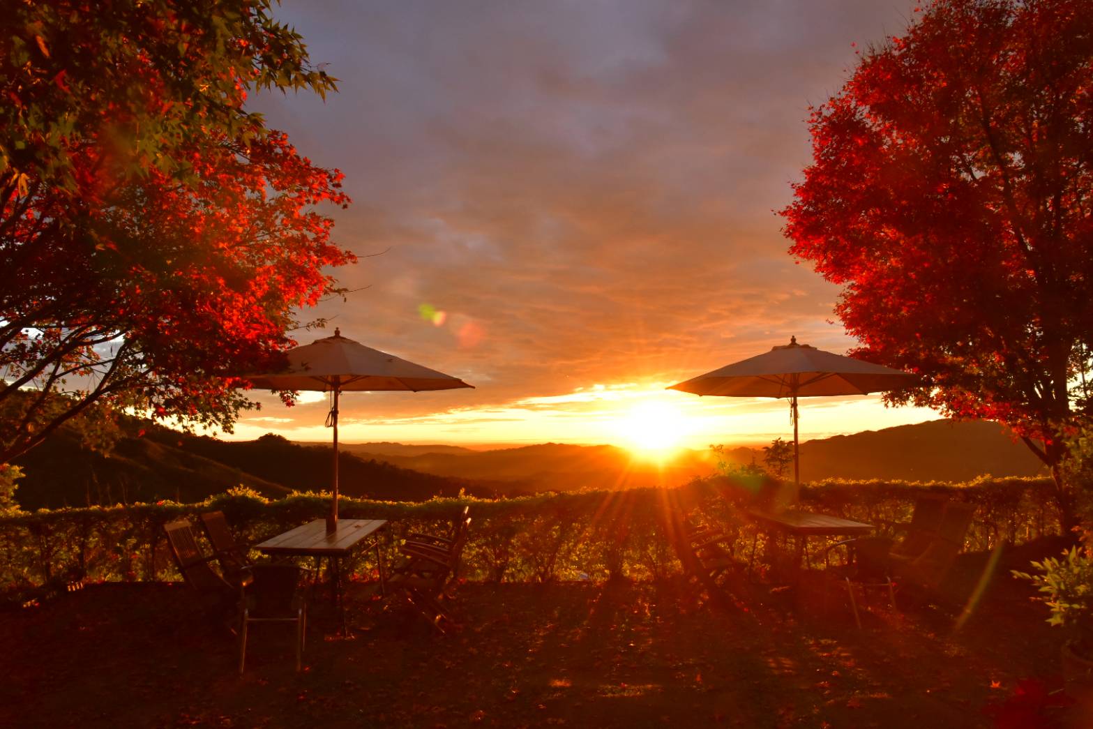 秋楓搭配夕陽，是楓葉民宿最無敵的美景。（楓葉民宿提供）