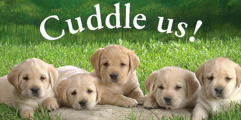 阿姆斯特丹大學圖書館為紓解學生壓力，特別設立的「狗狗陪伴室」讓學生與小狗接觸，舒緩考試壓力。（圖取自eventbrite）