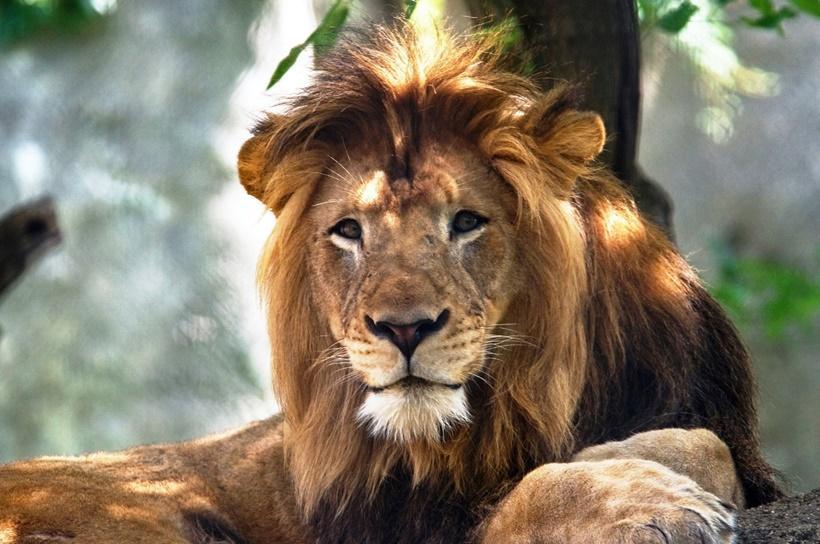 10歲的公獅納亞克,被12歲的母獅祖莉活活咬死,令網友人分不捨。(翻攝自Indianapolis Zoo臉書)