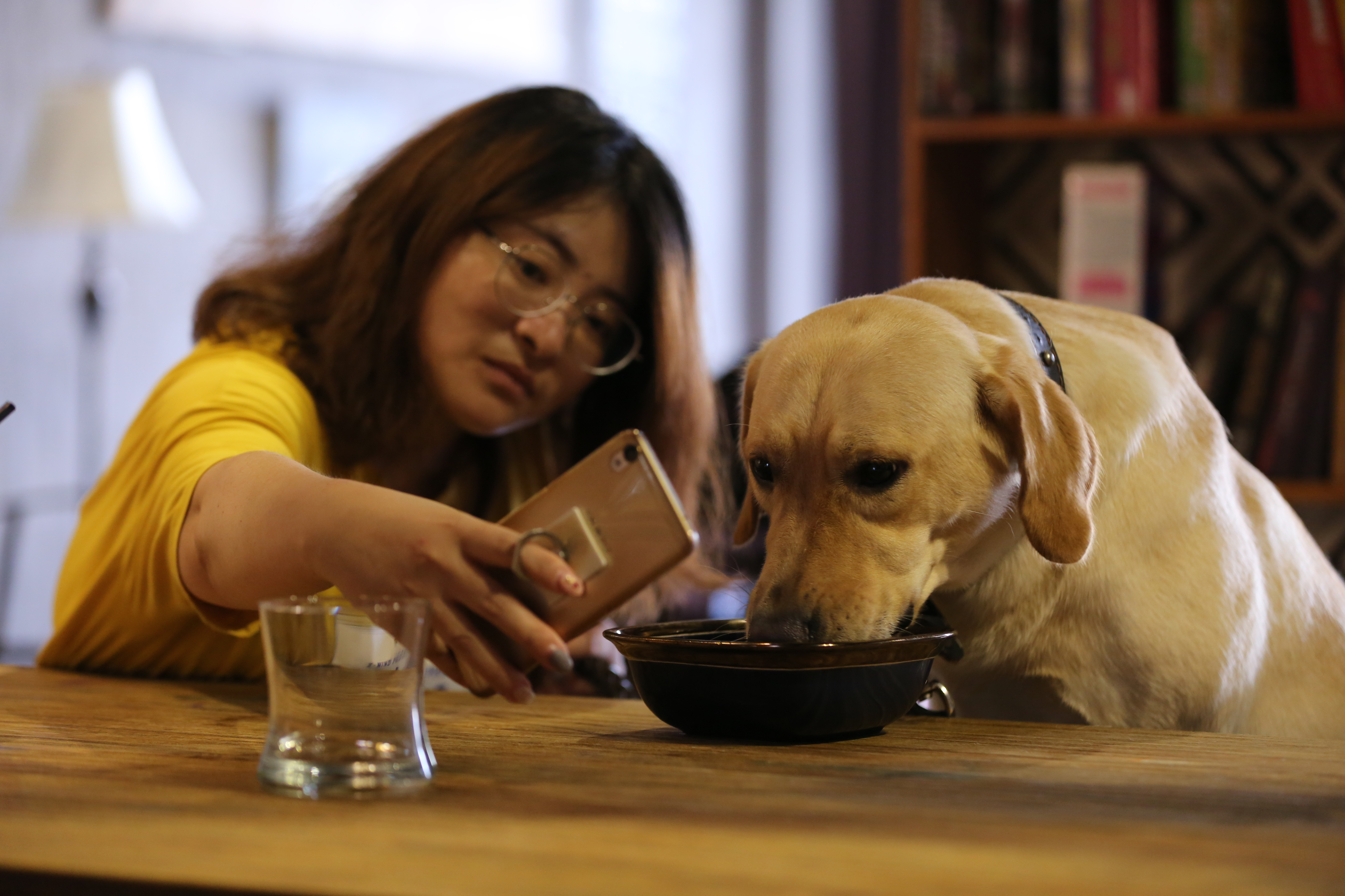 中美貿易戰下，中國大陸的寵物和主人意外收到波及。（東方IC）