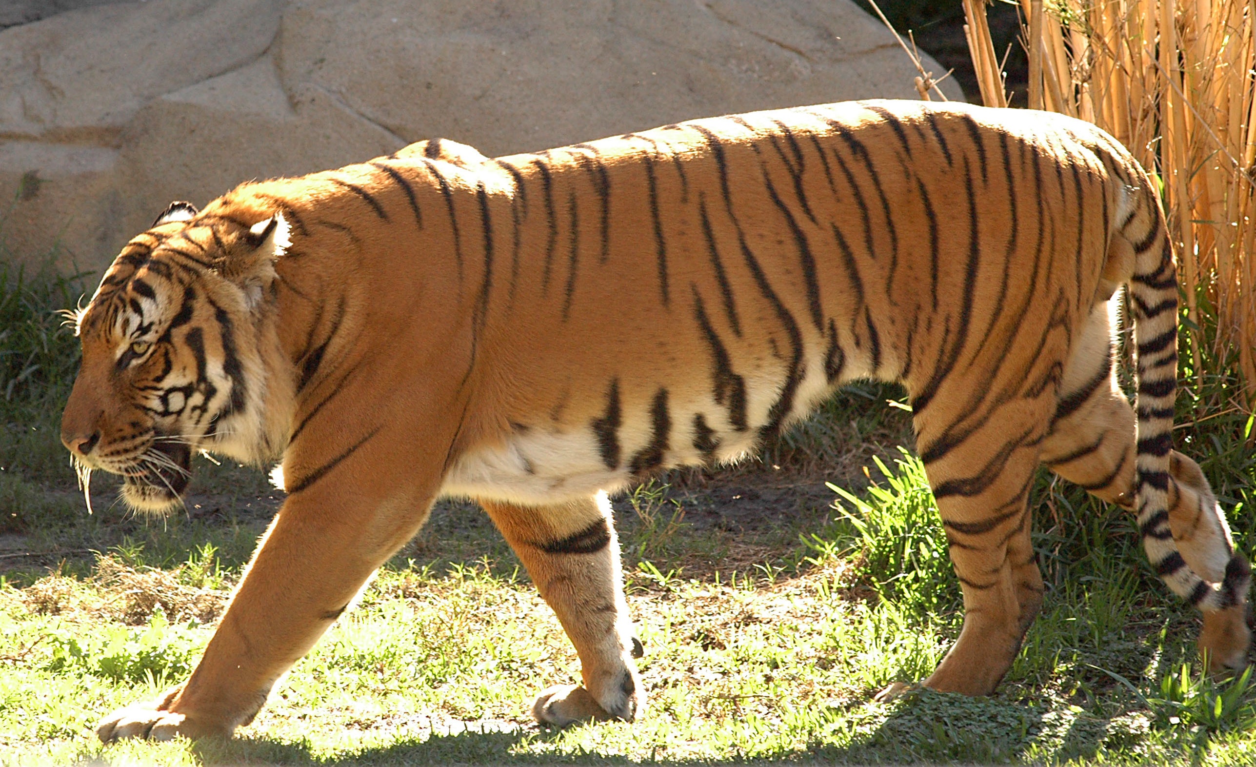 馬來西亞為了滿足各國的榴槤訂單，積極開發土地導致瀕危的馬來西亞虎受到威脅。（東方IC）