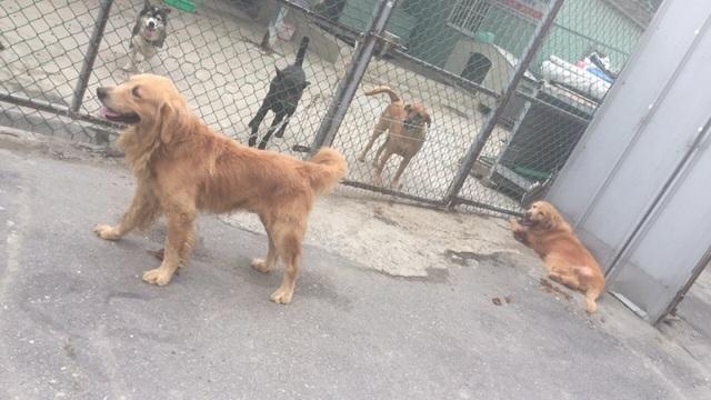 一隻黃金獵犬因年邁體弱，被丟棄後5小時便死亡。（翻攝畫面）