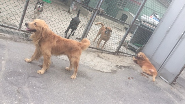 一隻黃金獵犬因年邁體弱，被丟棄後5小時便死亡。（翻攝畫面）