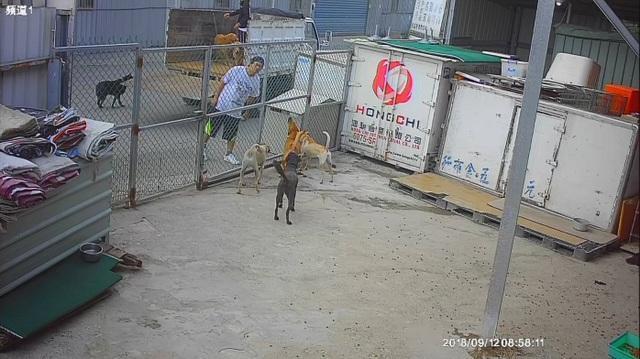 男子棄養2隻黃金獵犬，遭處6萬元罰鍰。（翻攝畫面）