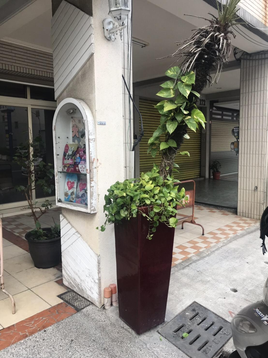 PUB酒客驚傳遭刺傷,結果凶手嫌疑最大的竟是這個盆栽。(警方提供)