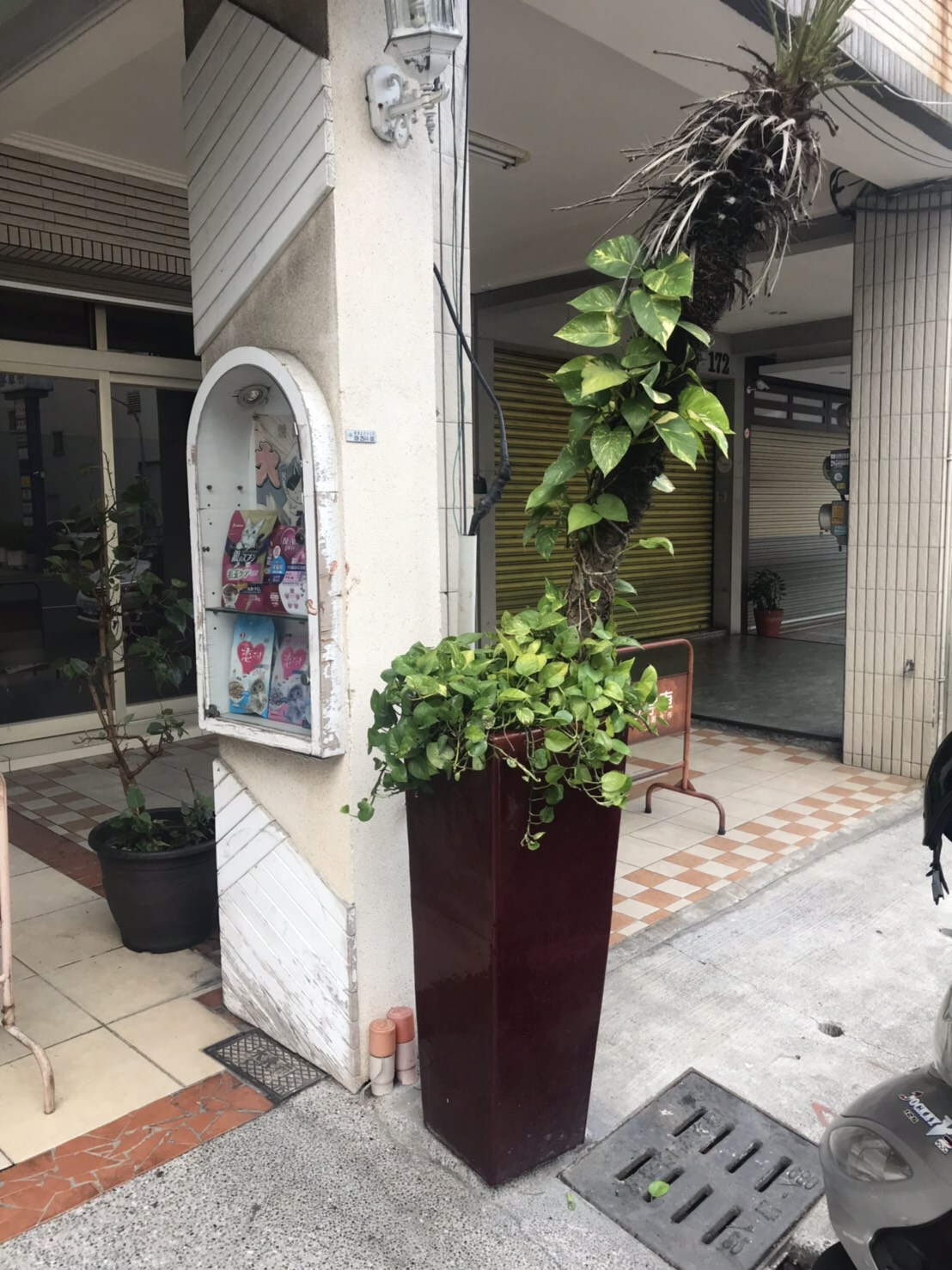 PUB酒客驚傳遭刺傷，結果凶手嫌疑最大的竟是這個盆栽。（警方提供）