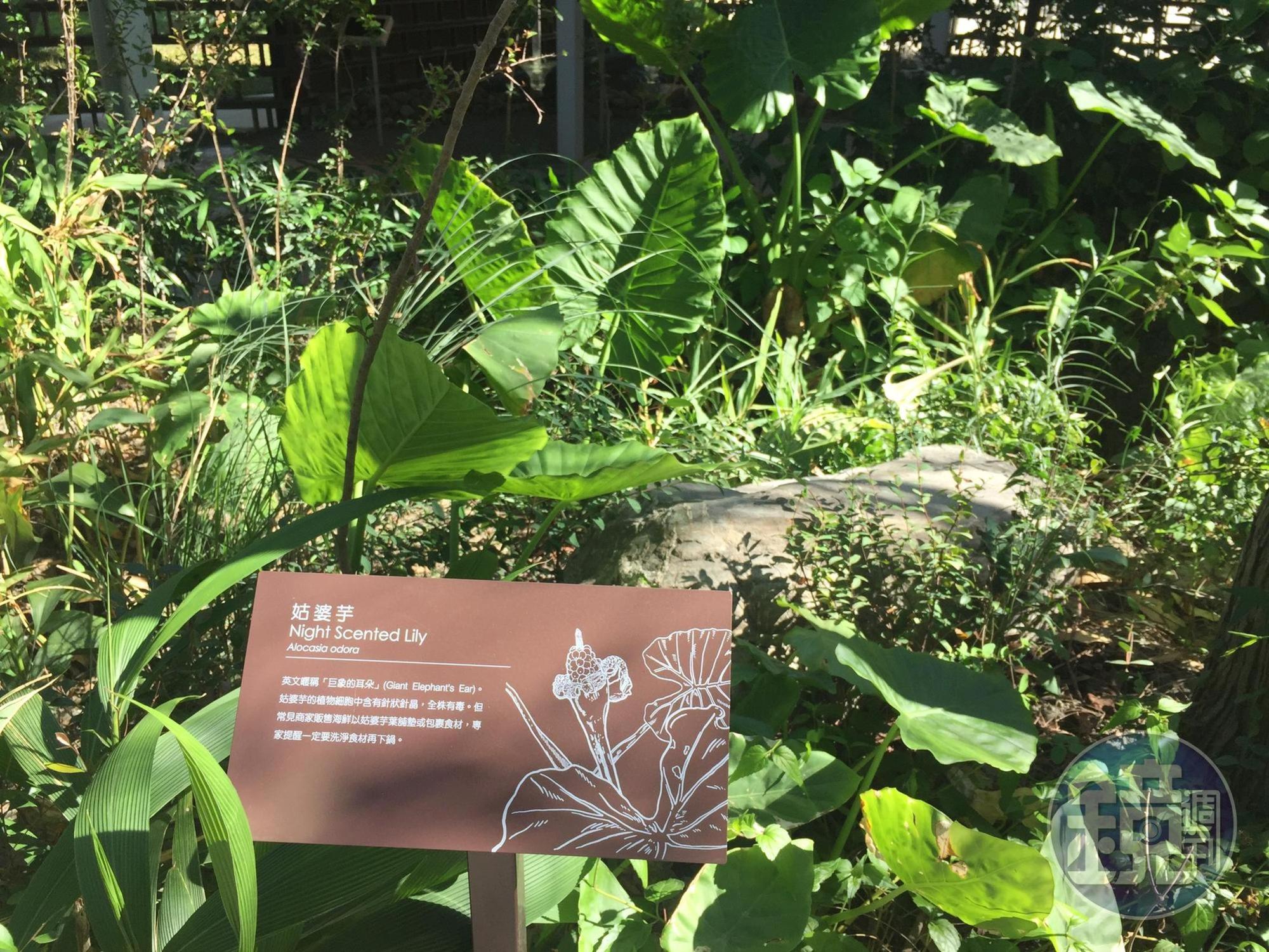 姑婆芋英文暱稱為『巨象的耳朵』(Giant Elephant's Ear),其植物細胞中含有針狀針晶,全株有毒。