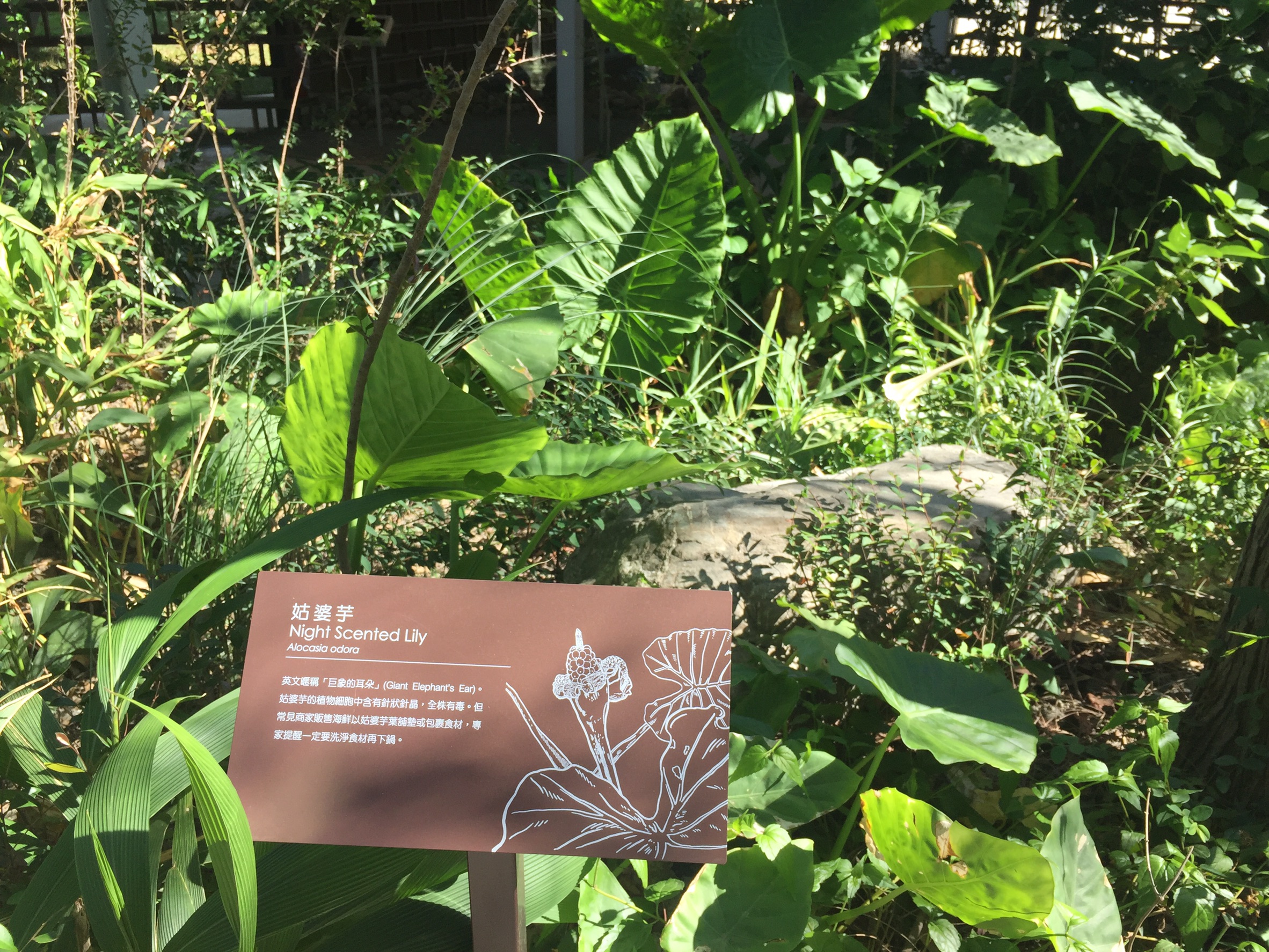 姑婆芋英文暱稱為『巨象的耳朵』(Giant Elephant's Ear),其植物細胞中含有針狀針晶,全株有毒。
