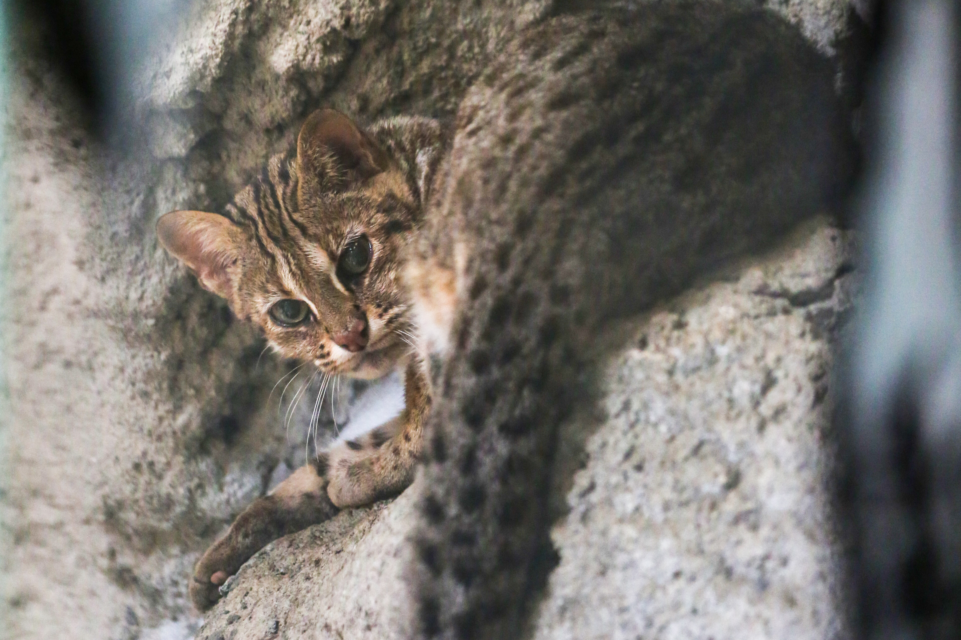 台中市長林佳龍為了台灣現存唯一的原生貓科動物「石虎」，而避開了保育區、縮減了花博后里園區面積。