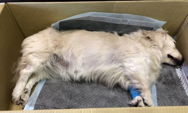 犬隻誤食毒餌,中毒身亡。(翻攝畫面)