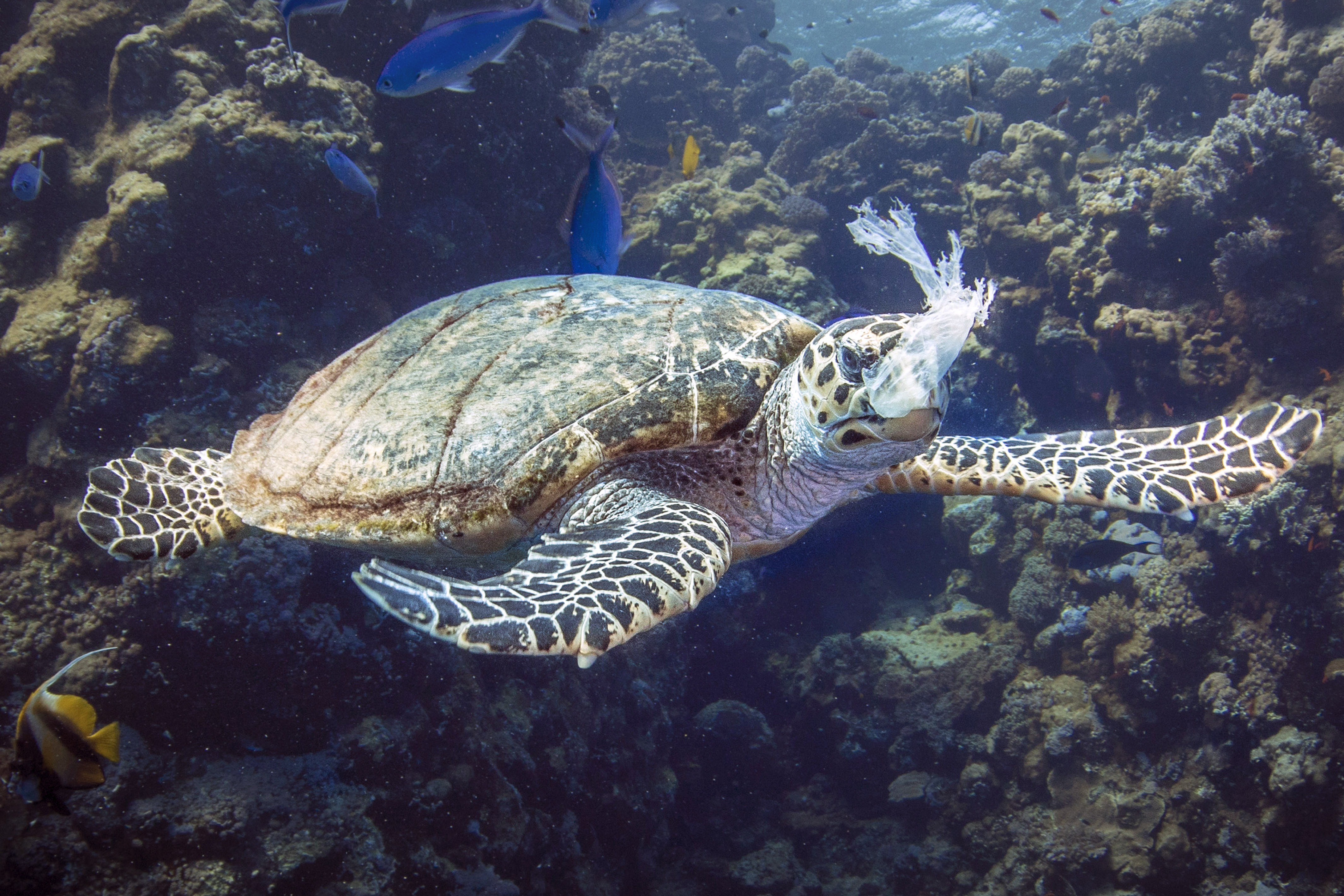 海洋垃圾問題是近年來生態面臨的最大浩劫，許多海洋生物更因此受到威脅。（東方IC）