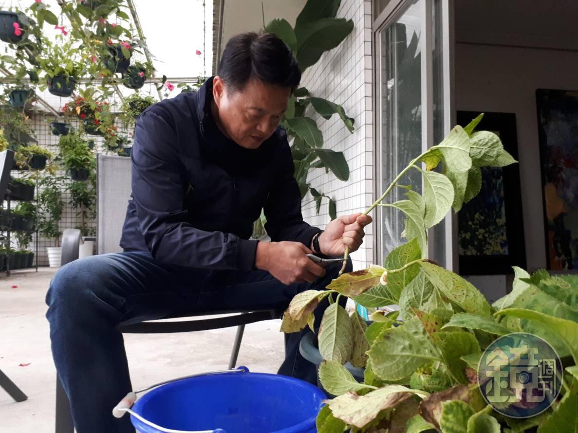 周錫瑋示範修剪繡球花枝。