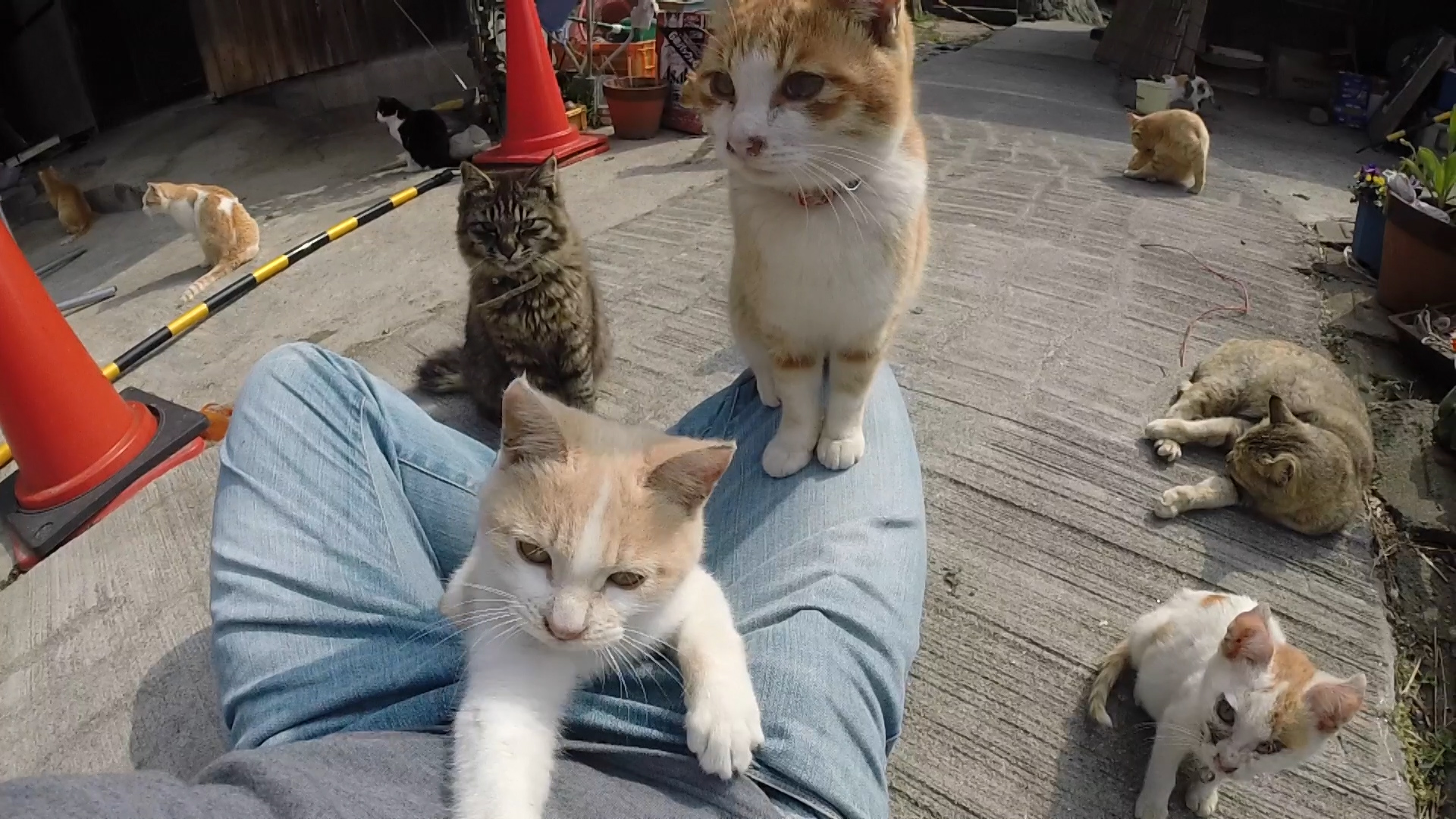 日本愛媛縣的貓島,是貓奴必遊景點之一。(東方IC)