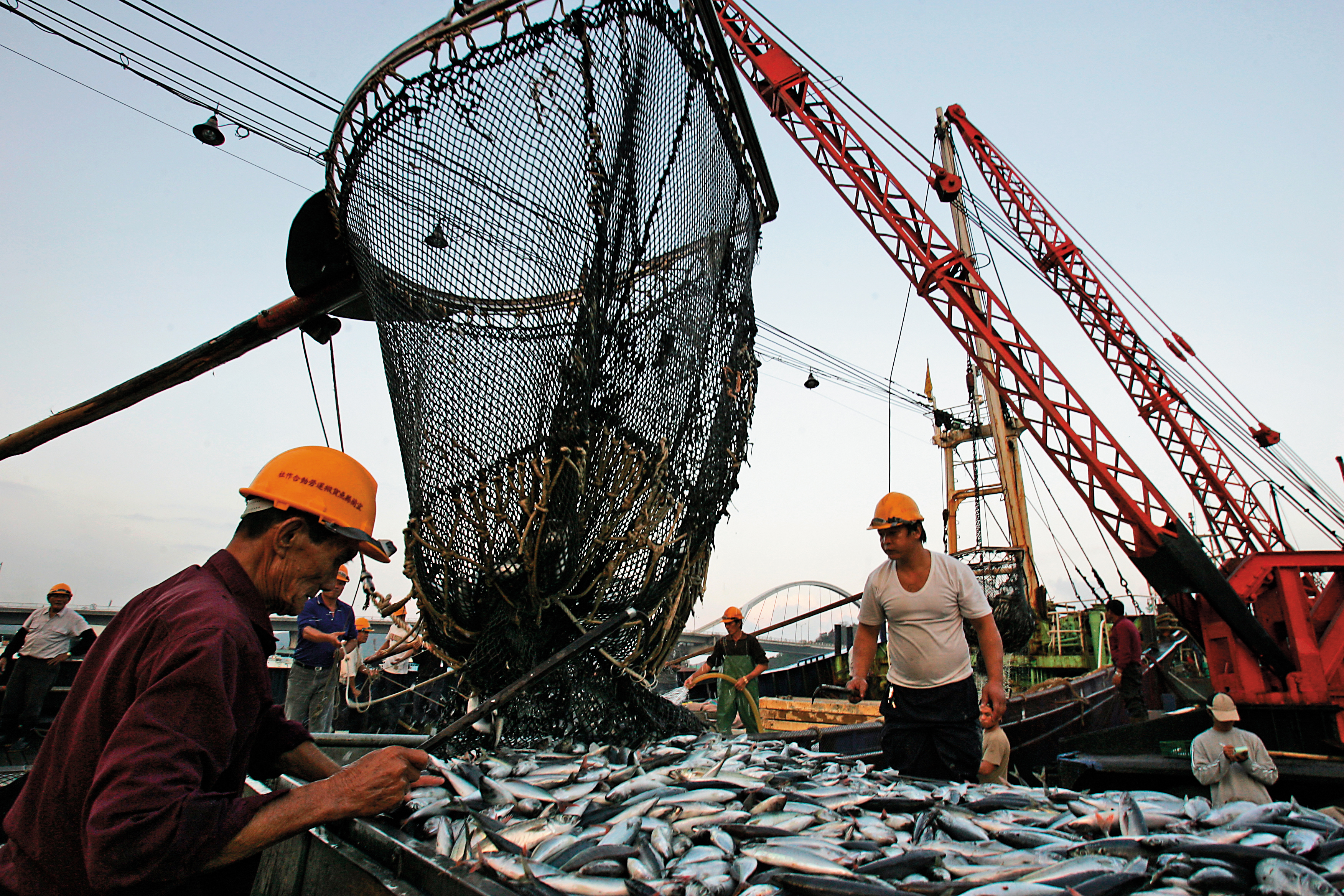 歐盟發給台灣黃牌已2年餘,政府為想辦法拿掉黃牌,修法並開罰,卻引起漁民反彈。