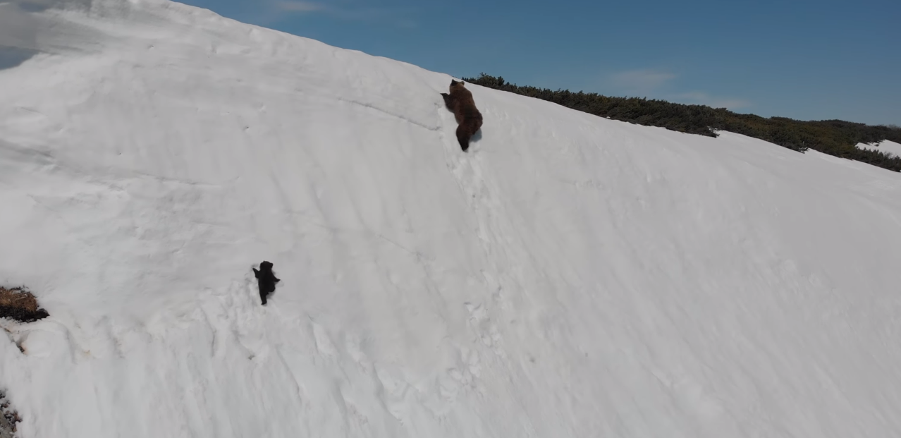 無人機開拓了新視野，卻也對生態動物帶來威脅。（圖取自ViralHog Youtube）