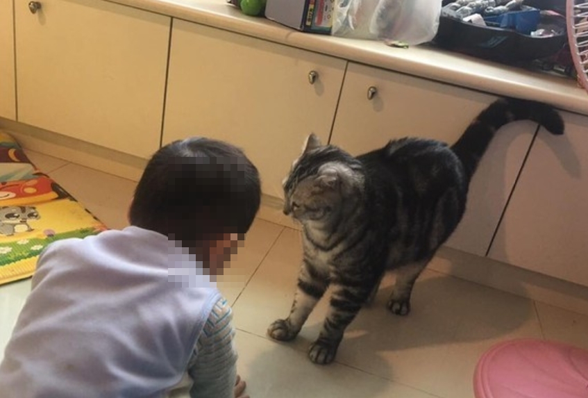 男童曾由林女友人代養，當時活潑可愛。（翻攝報廢公社臉書）