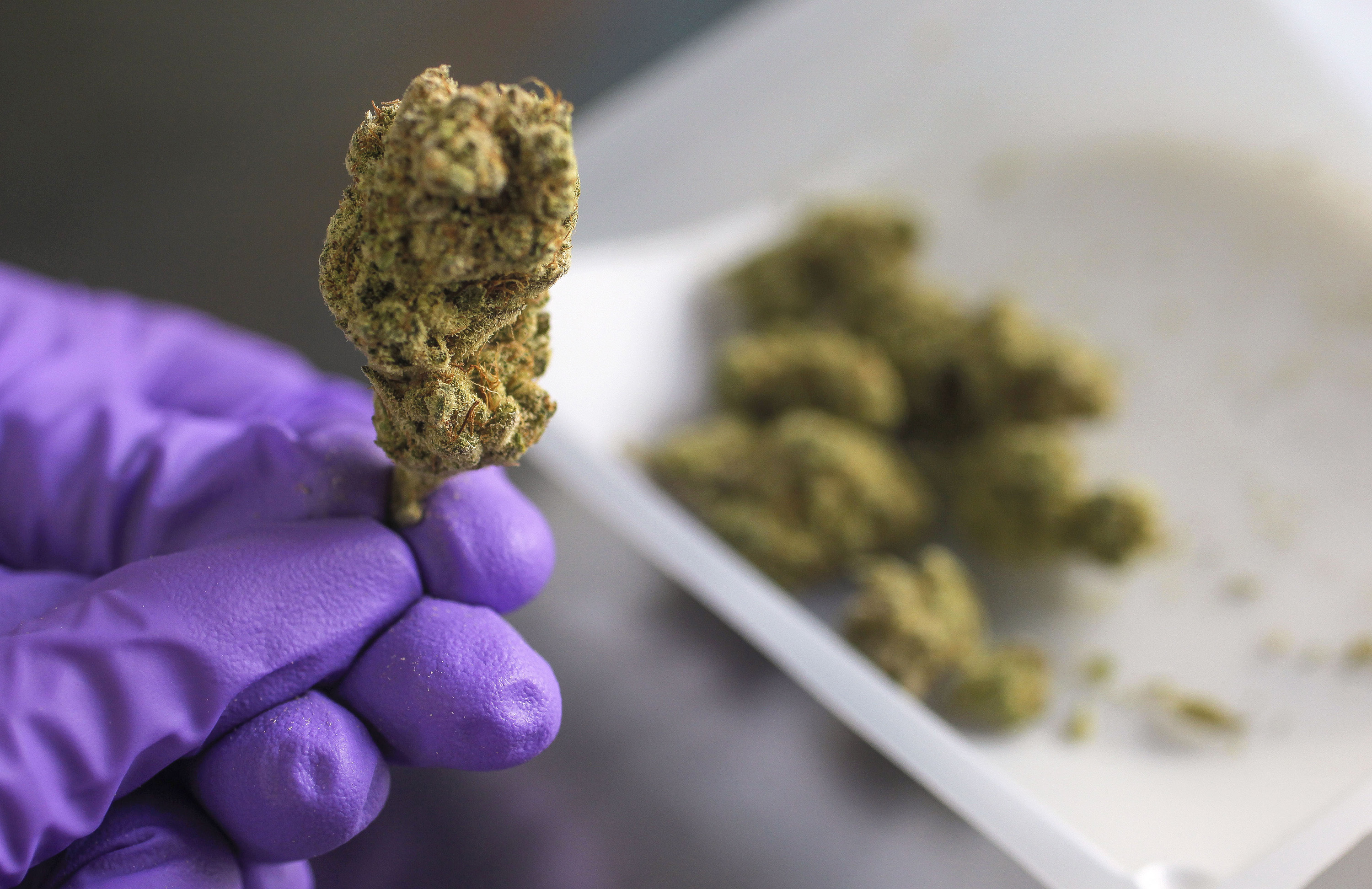 美國聖地牙哥Pharm Lab實驗室栽培的大麻花朵。藥用大麻合法化為藥廠帶來巨大商機。（東方IC）