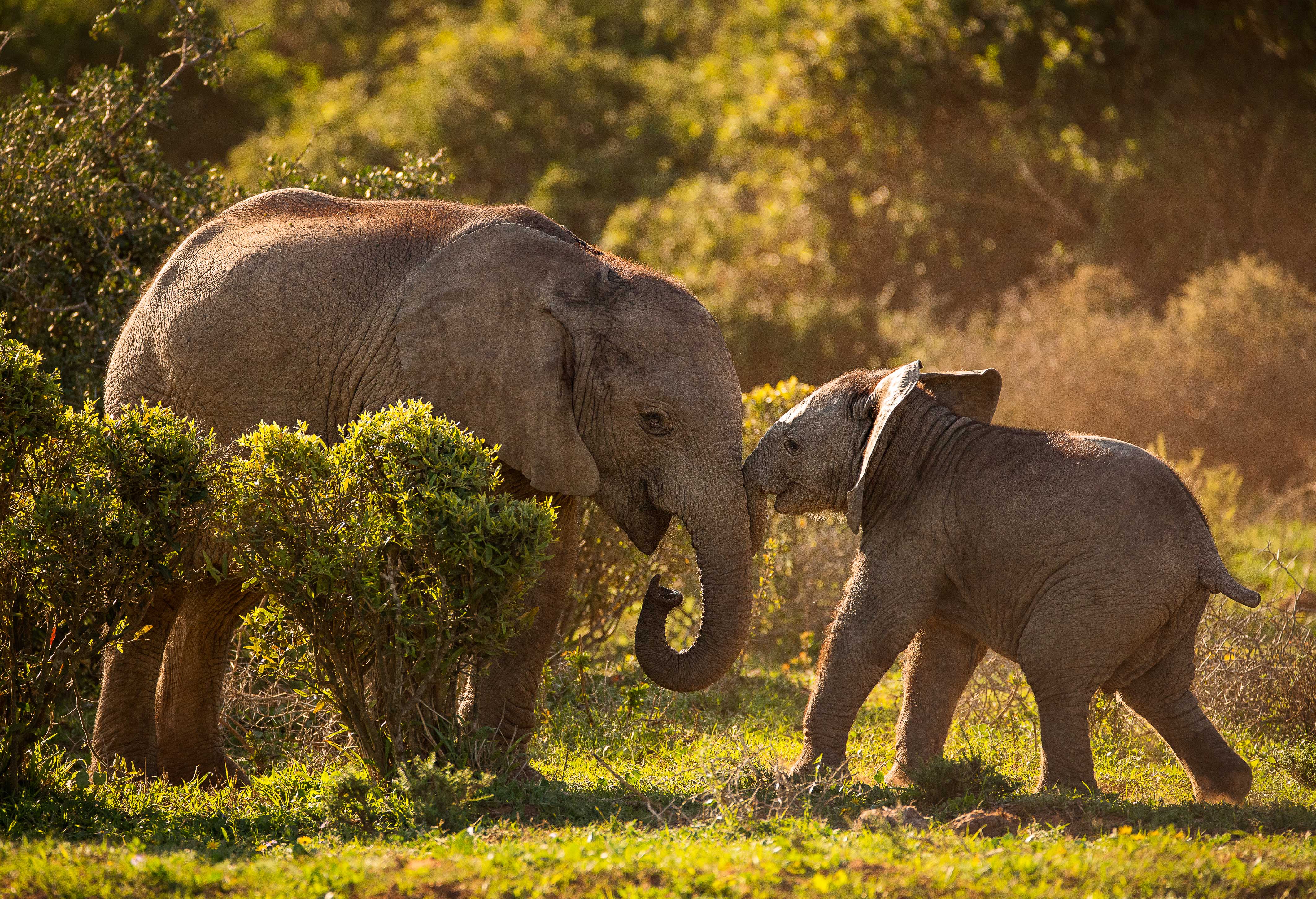 非洲獵殺大象情況猖獗，只為取得象牙變賣。（東方IC）