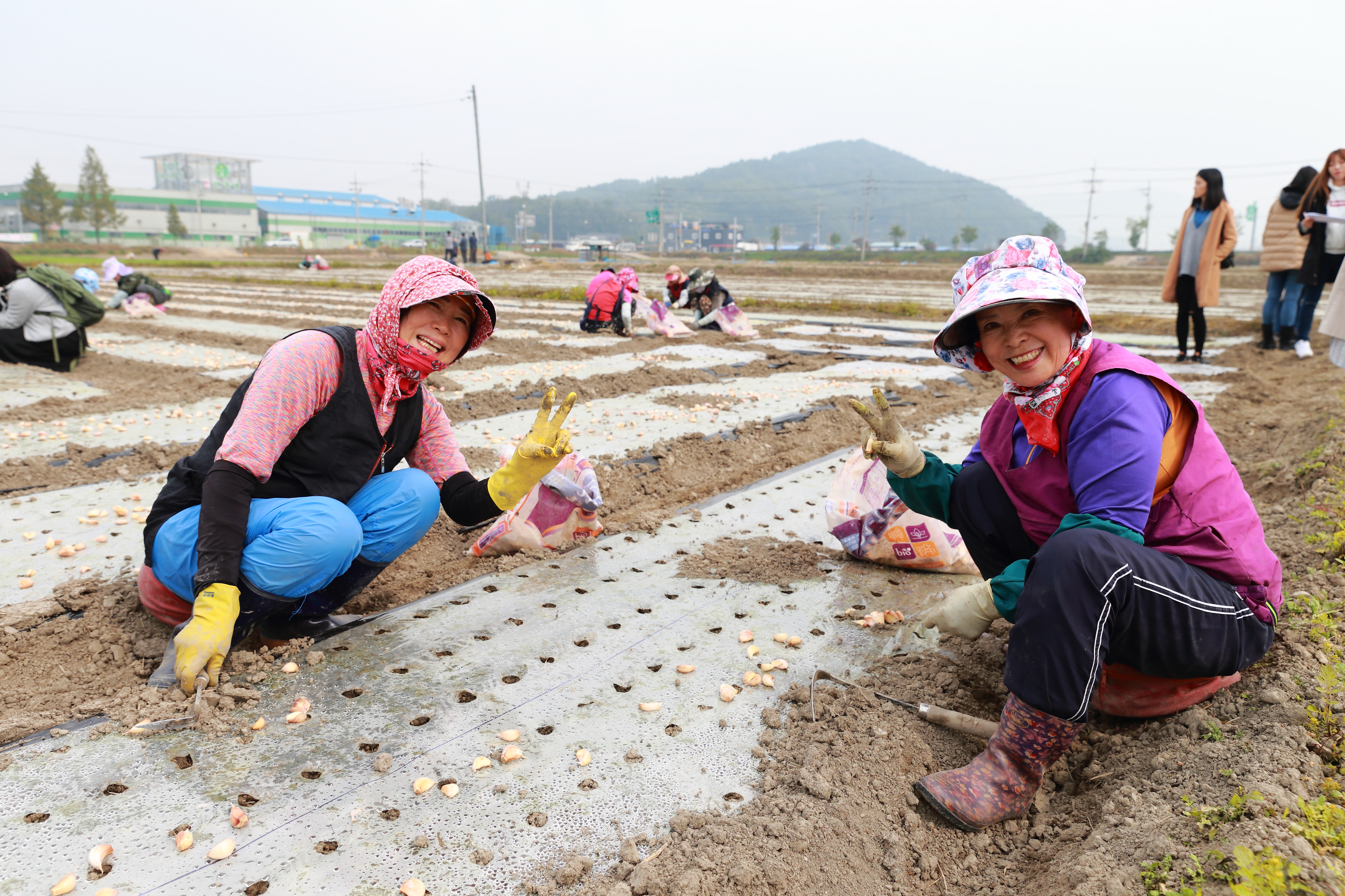 忙著種蒜的韓國大媽們不忘暫時停下手邊農活，熱情回應鏡頭。（Mad for Garlic提供）