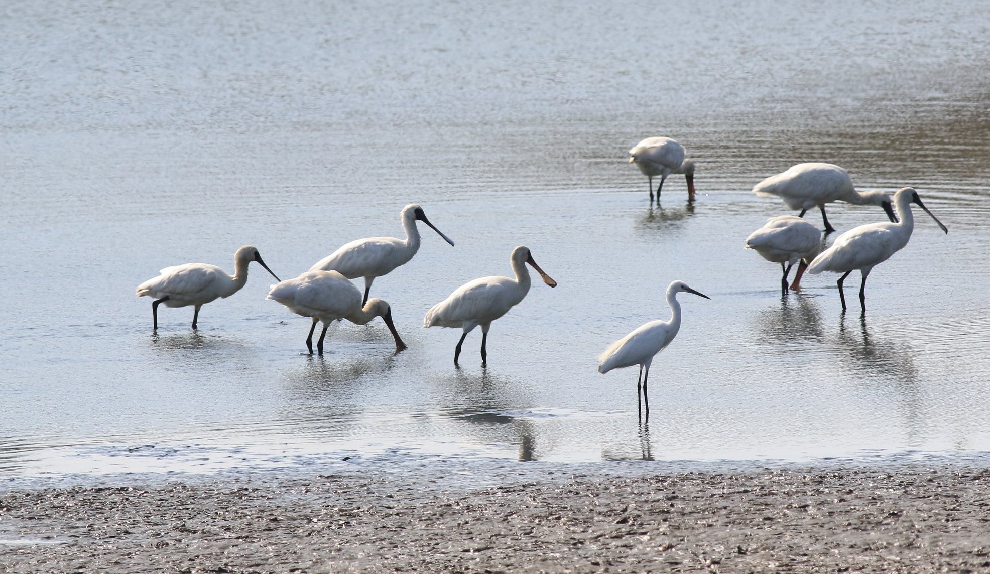 台灣位於東亞-澳大拉西亞候鳥遷徙線上，每年都有數以萬計的侯鳥來度冬。圖為黑面琵鷺。（中華鳥會臉書）