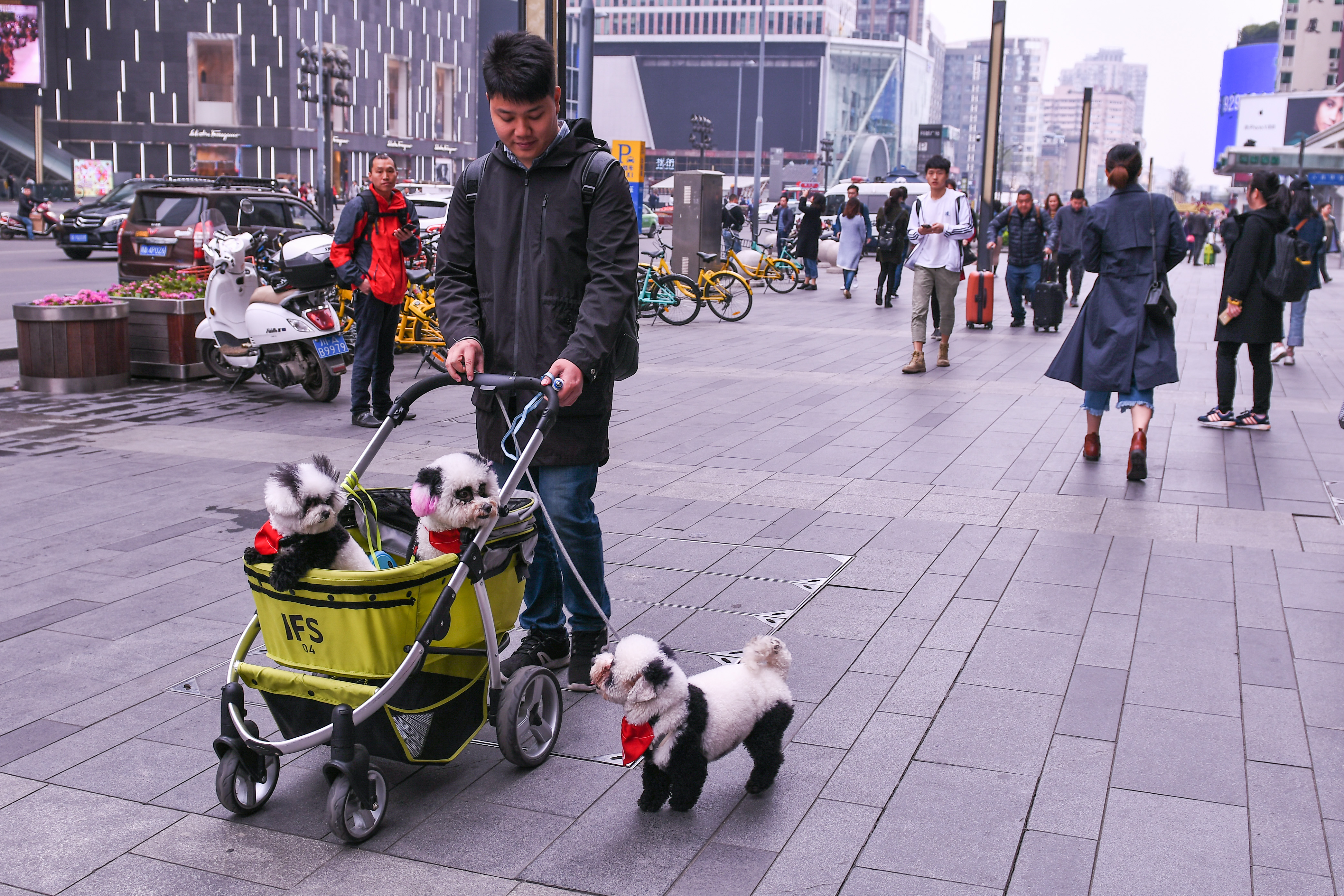 中國毛小孩日增，有地方政府推出飼主「計分制度」。（東方IC）