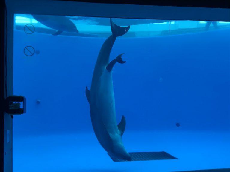 生產中的母海豚。(翻攝自「海KIRARA」水族館官網)