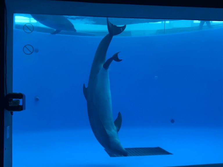 生產中的母海豚。（翻攝自「海KIRARA」水族館官網）