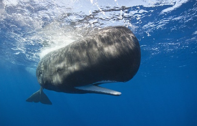 源自覓食烏賊的抹香鯨消化系統的遺珠的「龍涎香」在古代被作為催情作用。（翻攝畫面）