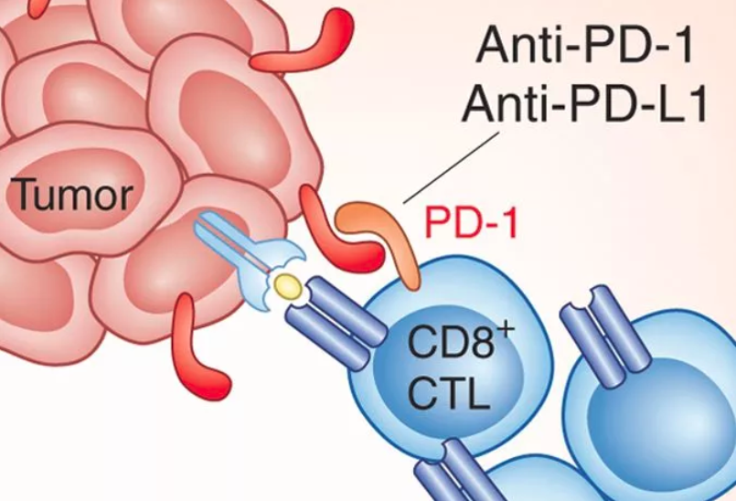 PD-1/PD-L1 抑制劑原理示意。（取自Nature）