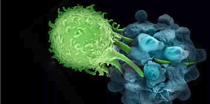 增強人體免疫功能的免疫療法。（取自fredhutch.org）