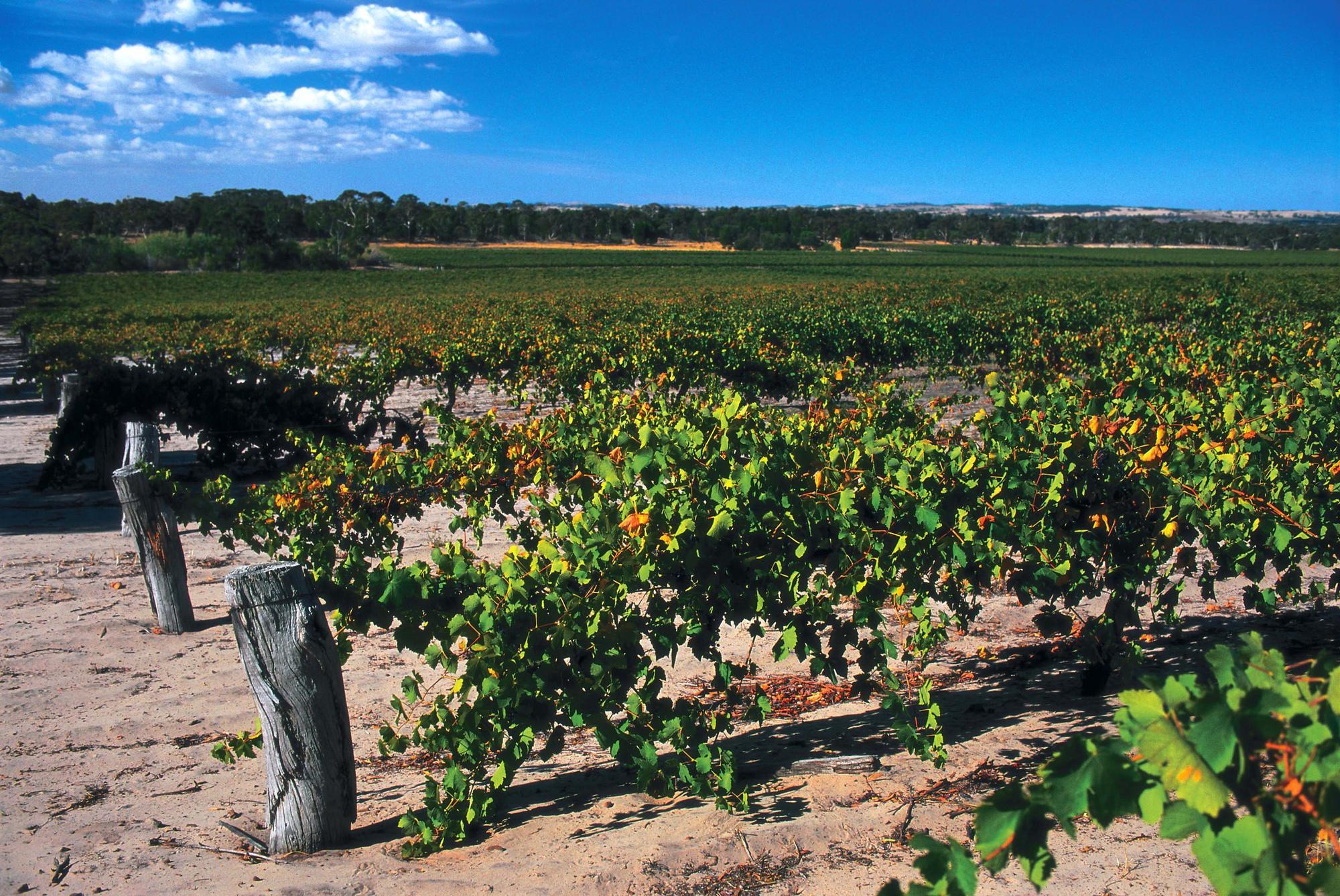 加蓮娜(Kalimna)葡萄園,位於著名葡萄產區巴羅莎谷(Barossa Valley)。(富邑葡萄酒集團台灣分公司提供)