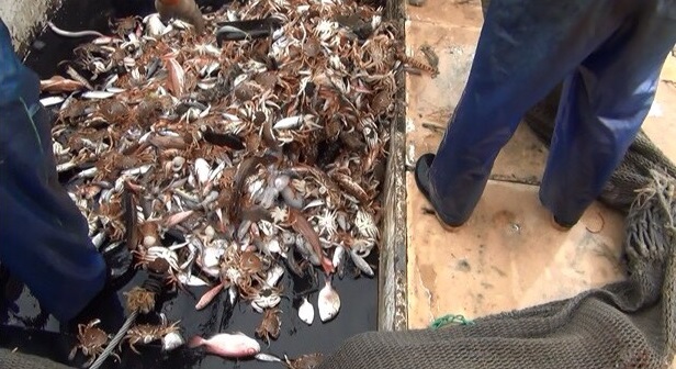 海巡人員查扣被電捕的蝦蟹，由新北市政府漁業及漁港事業管理處代為拍賣。