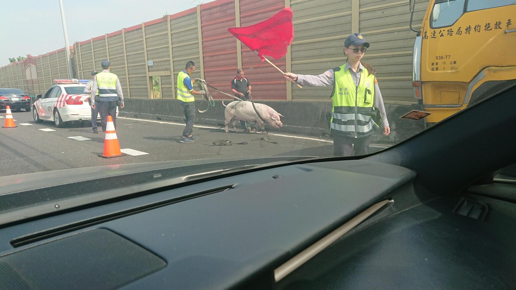疑似運豬車掉落母豬，國道警一度封閉國道上演抓豬大戰。