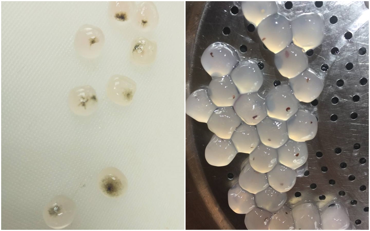 藝人納豆所開設的「良辰吉時」手搖飲料店，被網友踢爆煮過的珍珠出現奇怪的小黑點。（翻攝自臉書爆料公社）