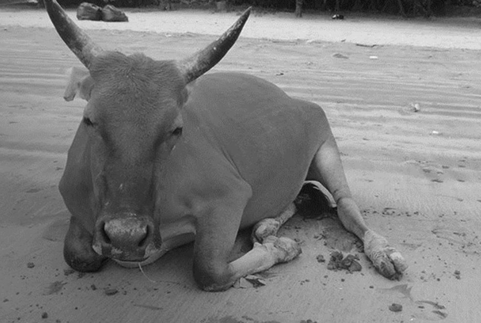香港大嶼山貝澳有一頭黃牛Billy日前死亡，檢驗後發現胃滿是塑膠袋，導致腸道阻塞。（翻攝自香港漁農自然護理署粉專）