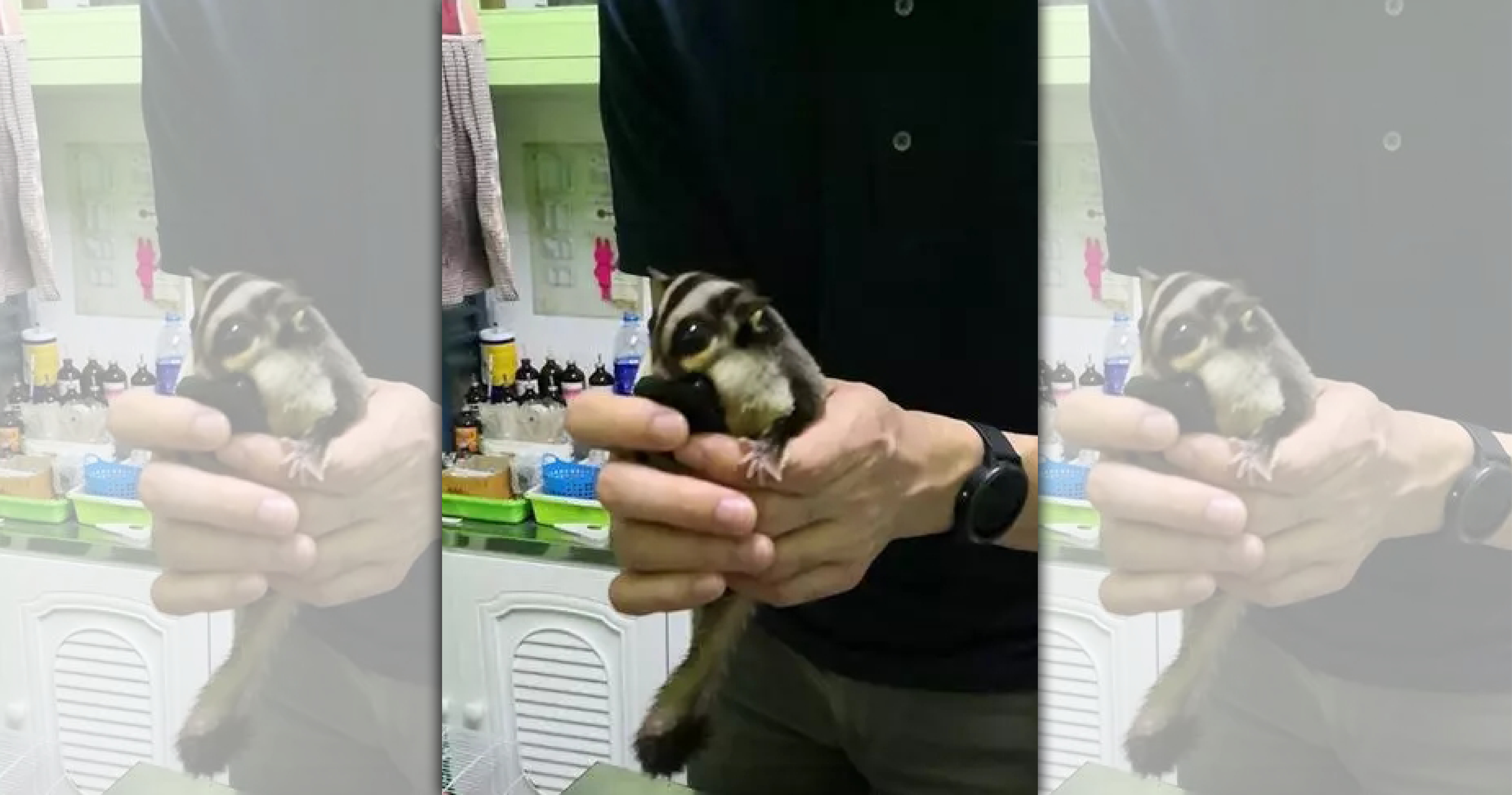 ANIWEAR跟泰國的動物醫院合作，幫蜜袋鼯量測ECG，圖中手上拿著的黑色裝置就是小型心電圖手持檢測硬件。