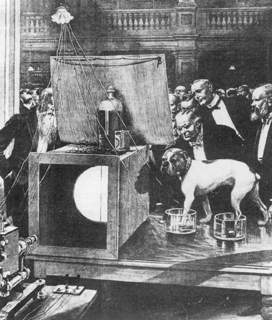 幫主人演示心電圖技術的牛頭犬Jimmie(圖片來源:www.researchgate.net)