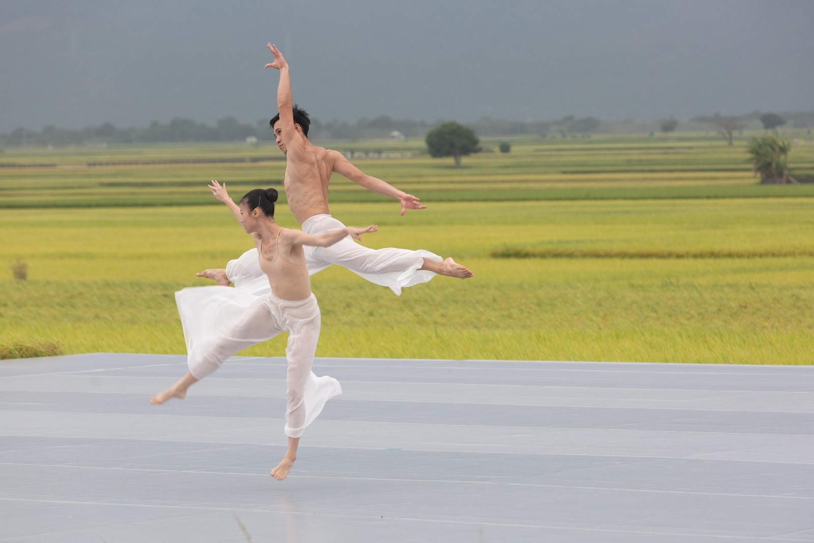 台東池上秋收稻穗藝術節10週年，雲門舞集創辦人林懷民選擇演出《松煙》舞作向鄉親致意。