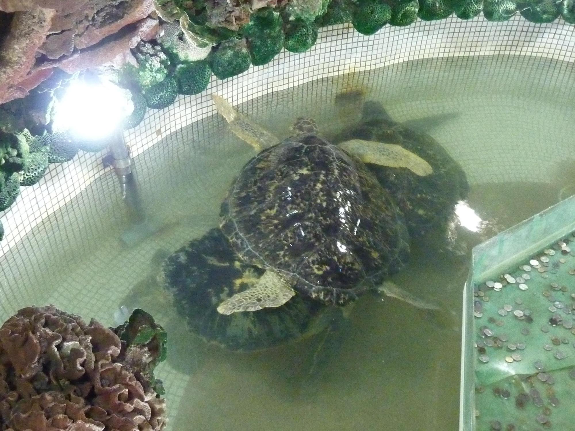 大義宮的海龜平均每3年就有1隻烏龜死亡，動保團體則怒批廟方虐待海龜。（翻攝畫面）