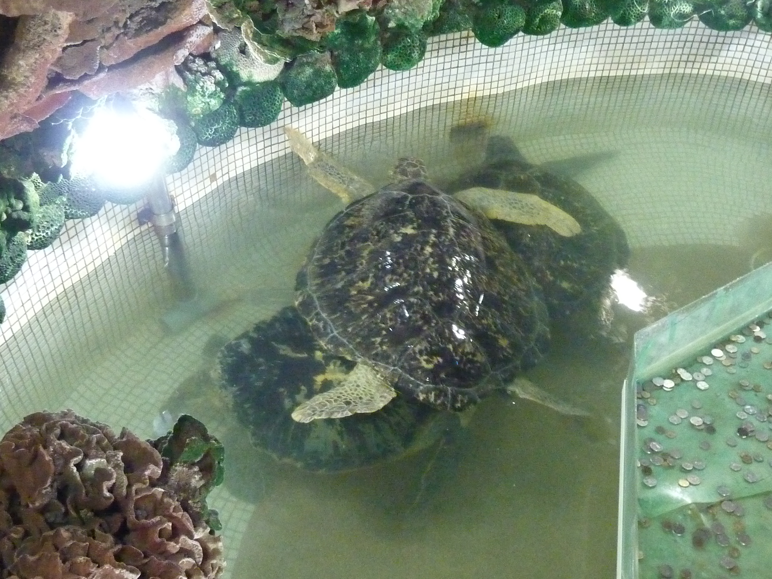 大義宮的海龜平均每3年就有1隻烏龜死亡，動保團體則怒批廟方虐待海龜。（翻攝畫面）