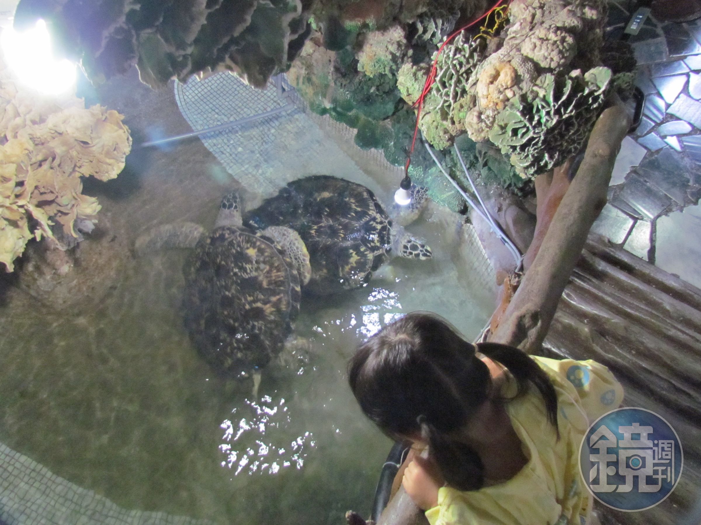 海龜習慣獨居，卻被關在大義宮內集體飼養。（翻攝畫面）