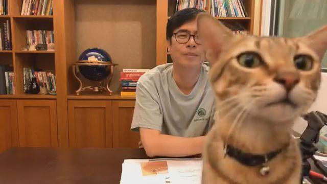 陳其邁愛貓陳小米在直播中不停搶鏡討摸,讓愛貓網友都融化了。(翻攝陳其邁臉書)