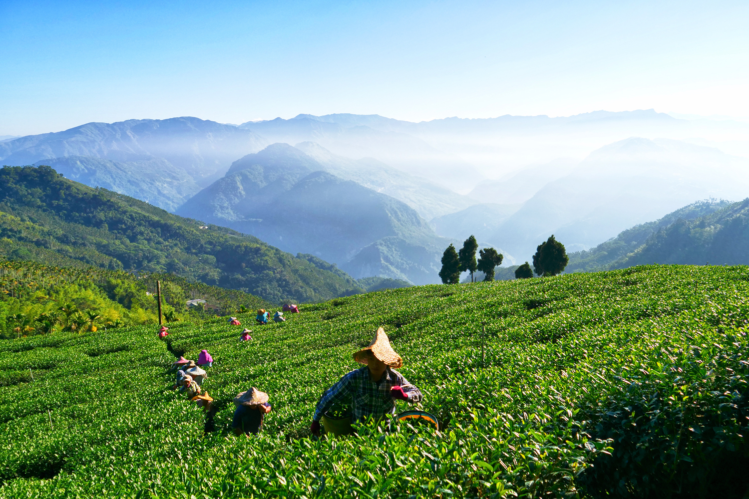 在茶園就能擁抱壯闊的中央山脈，左邊是雪霸，右邊是玉山，原來擁抱大山，是如此自在。